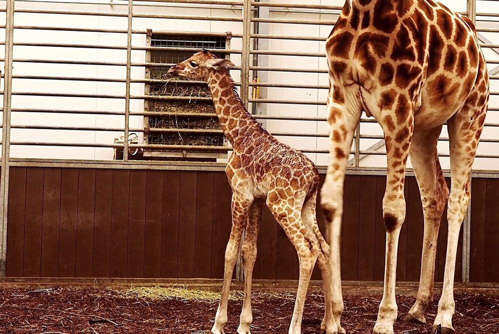 Giraffe geboren in Safaripark Beekse Bergen (Filmpje!)
