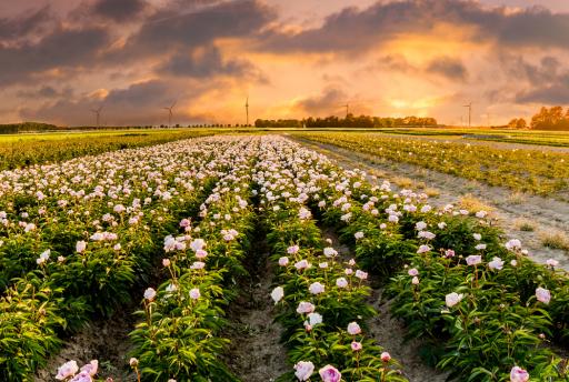 De 17 mooiste bezienswaardigheden van Flevoland