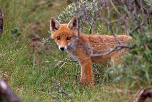 TIP: Vossen spotten in de Amsterdamse Waterleidingduinen