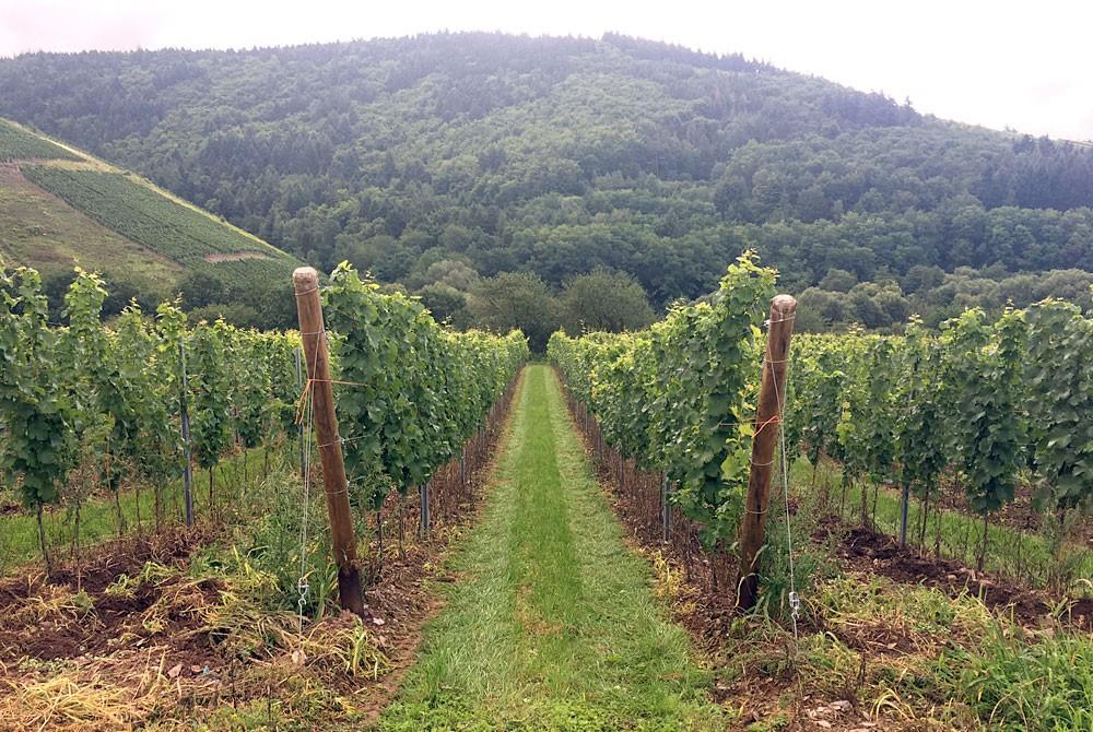 De wijngaarden langs de Moezel