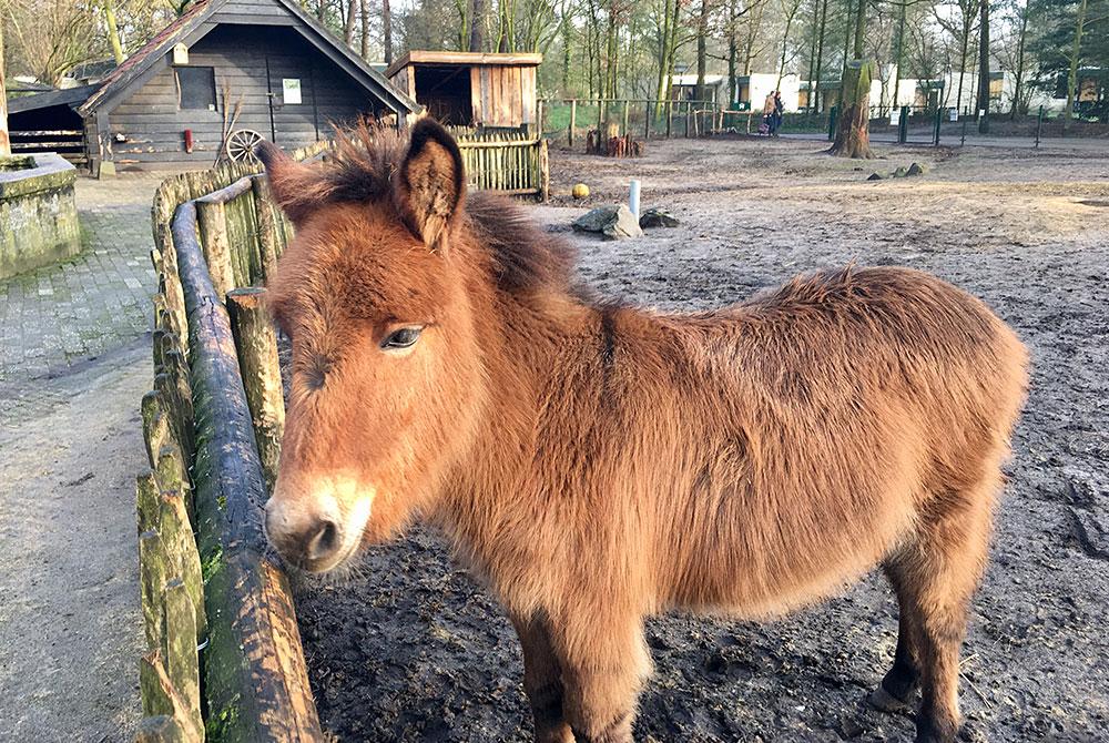 Kinderboerderij op Center Parcs Het Meerdal