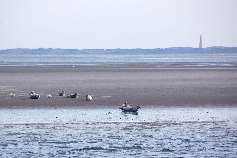 Zeehonden, Landal Esonstad