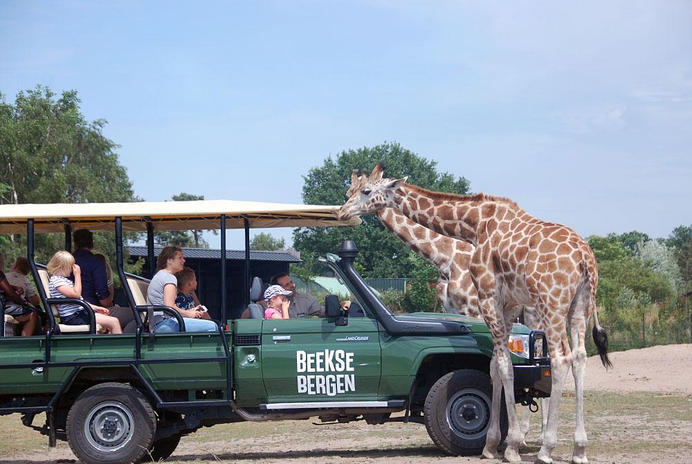 Safaripark Beekse Bergen,  Landal Kaatsheuvel