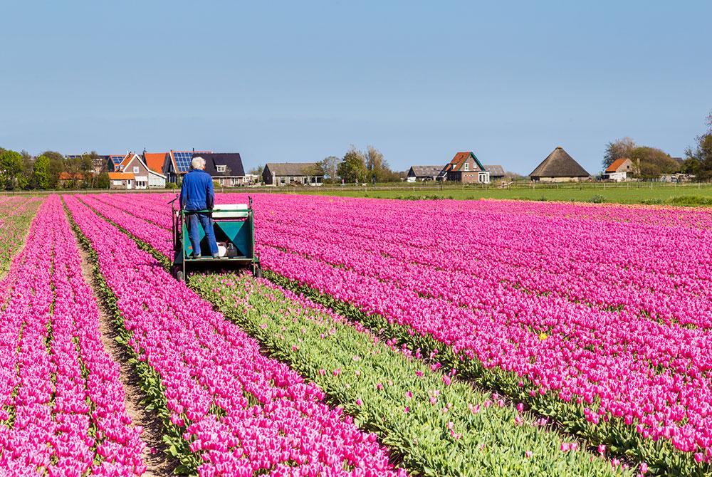 Tulpen, Noord-Holland