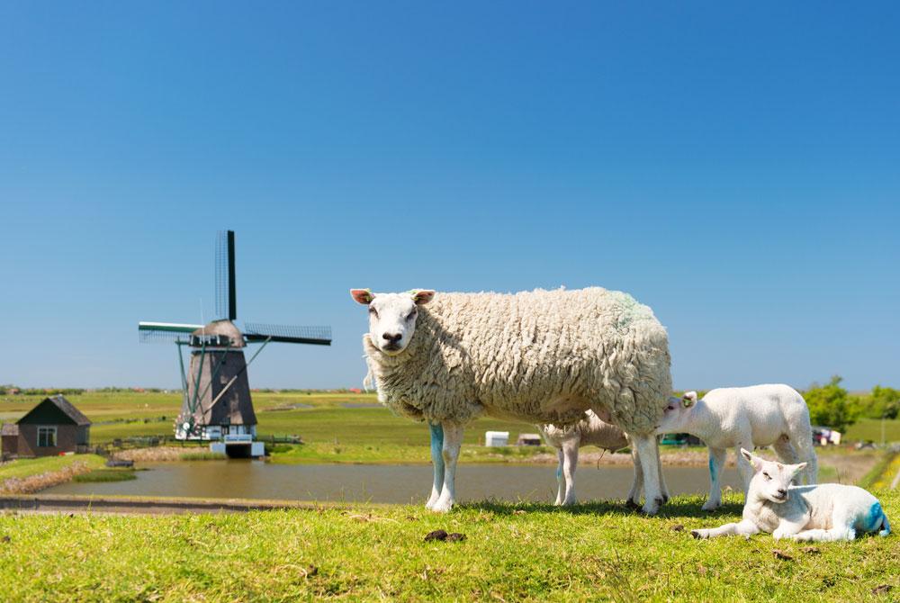 De Lammetjesfietsroute - Wat te doen op Texel