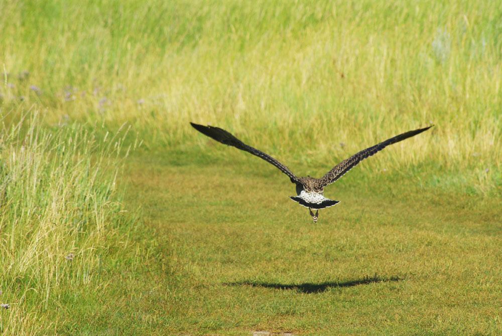 Vogelkijkhut Westerplas, Schiermonnikoog