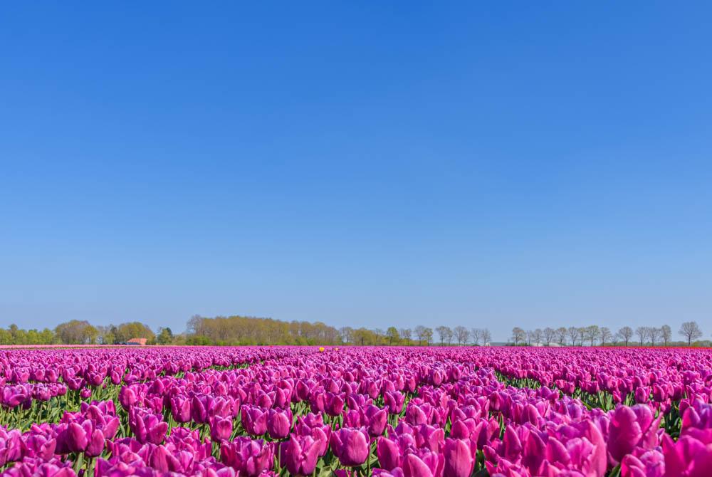 Tulpenveld in Drenthe, Nederland