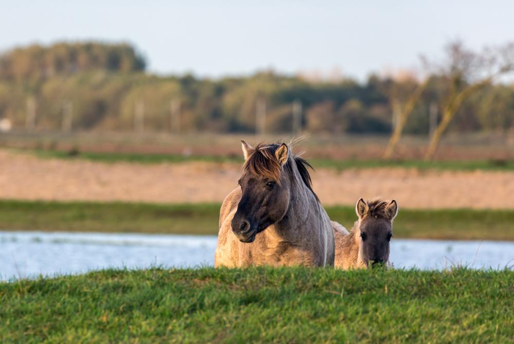 Oostvaardersplassen, mooiste bezienswaardigheden Flevoland