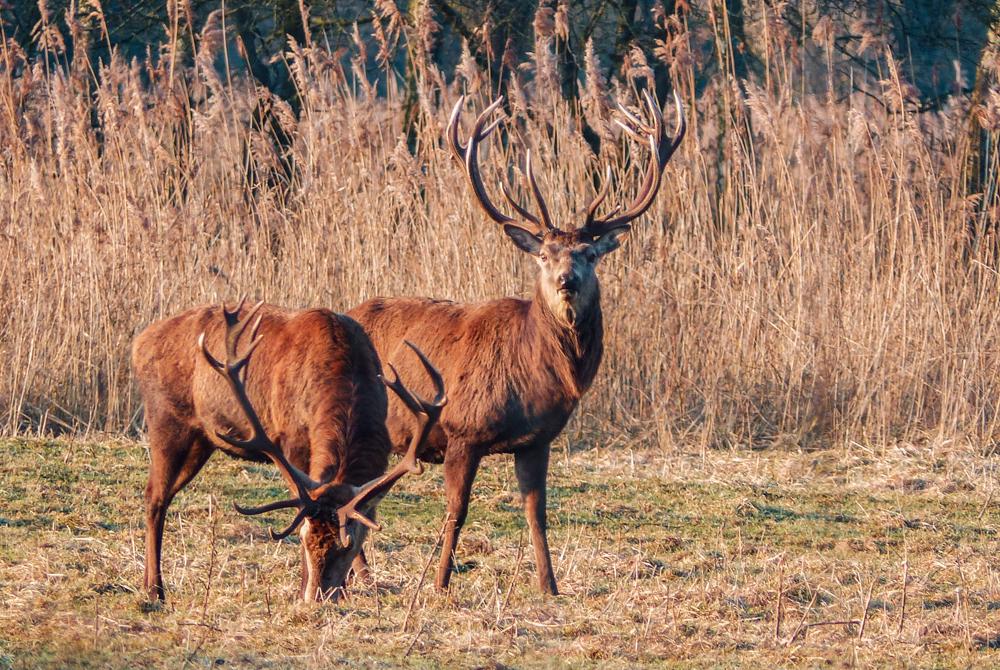 Natuurpark Lelystad, mooiste bezienswaardigheden Flevoland