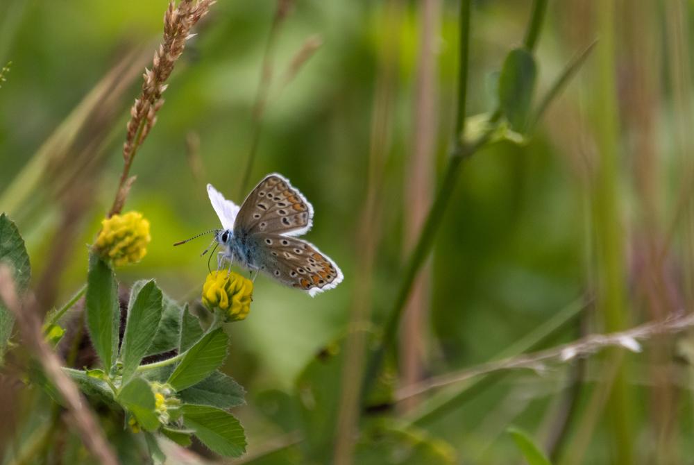 Dronten, mooiste bezienswaardigheden Flevoland