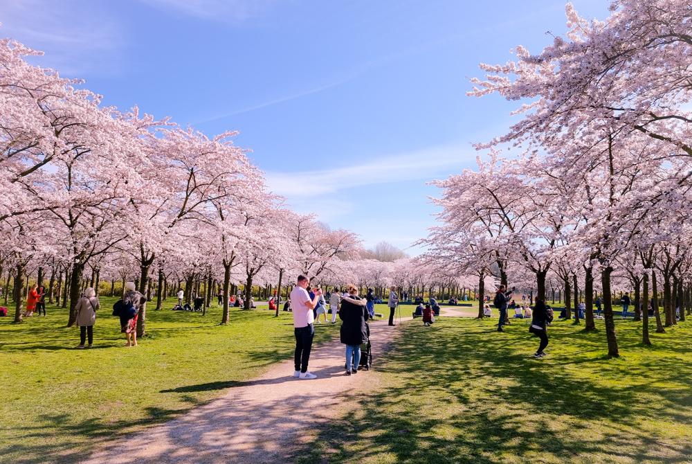 Het Amsterdamse Bos, stedentrip Amsterdam