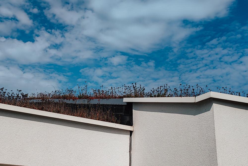 Groene daken (duurzaam), review Landal Park Eksel