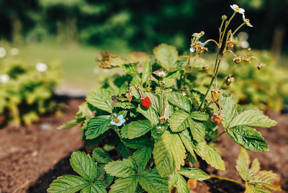 Landal Park Eksel review