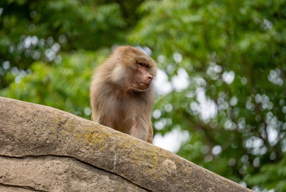 Kölner Zoo, stedentrip Keulen