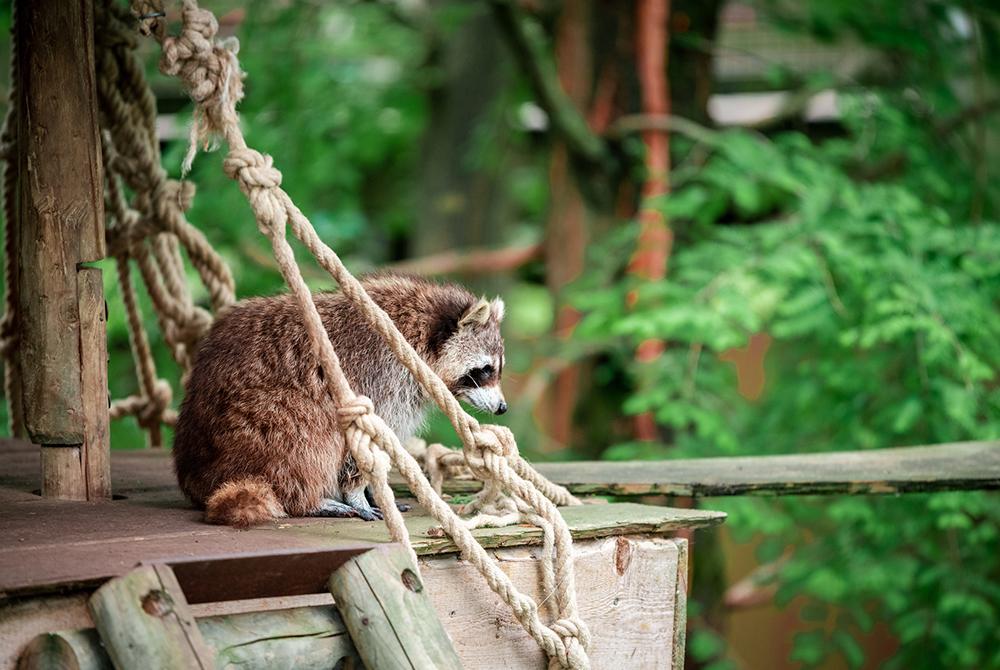Dierentuin Pairi Daiza