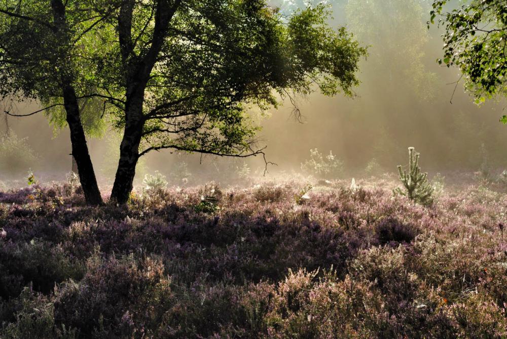 Het landschap van de Sallandse Heuvelrug bestaat voornamelijk uit heuvels, bos en heide 