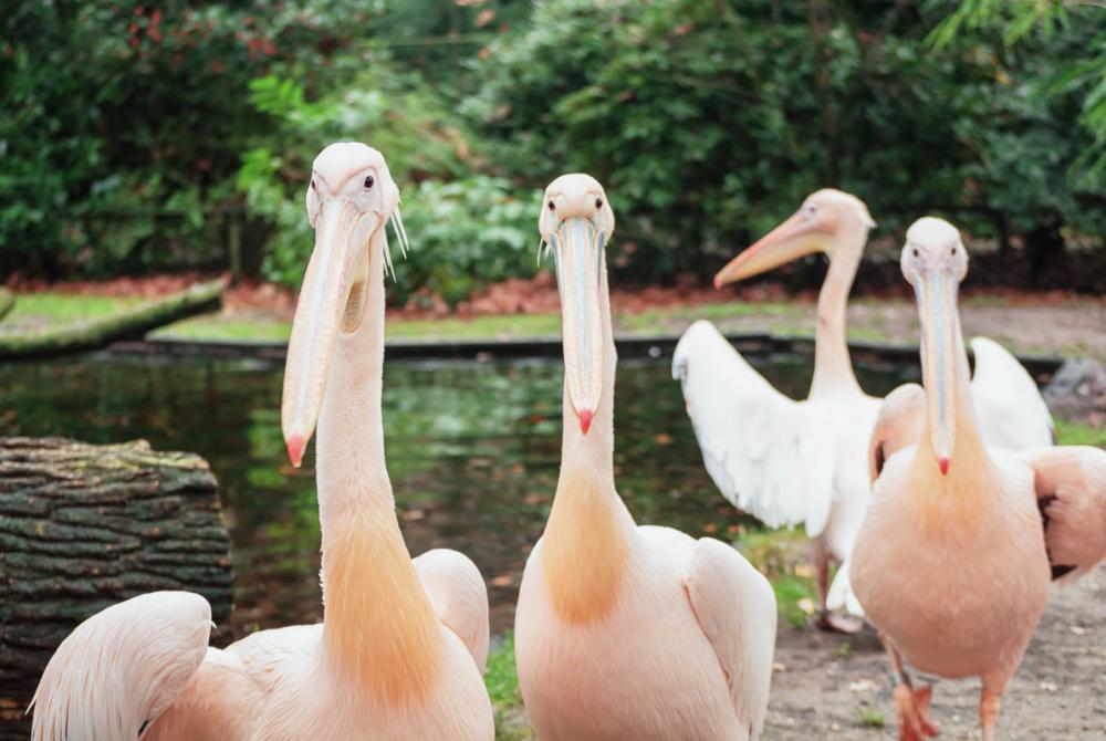 Een groep bewoners van Burgers' Zoo. Deze dierentuin is een avontuur voor jong en oud!