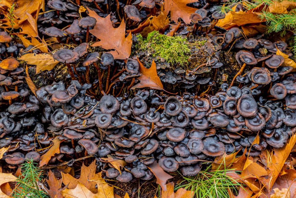 Hoeveel soorten planten en dieren kun je vinden tijdens je bezoek?