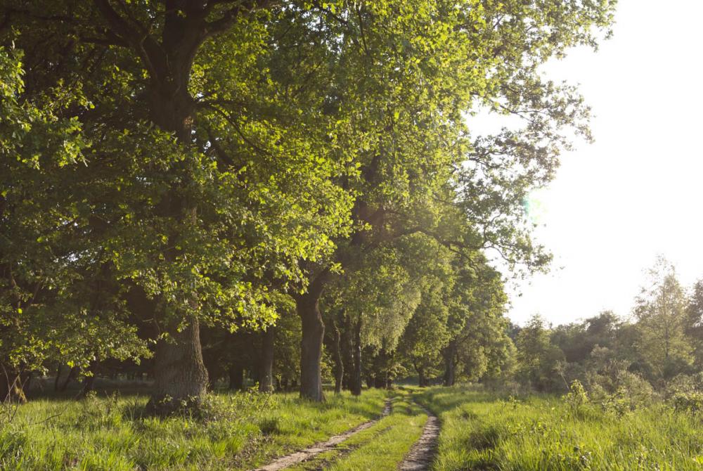 De Meinweg heeft prachtige wandel- en fietsroutes en een uitgebreid ruiterroutenetwerk