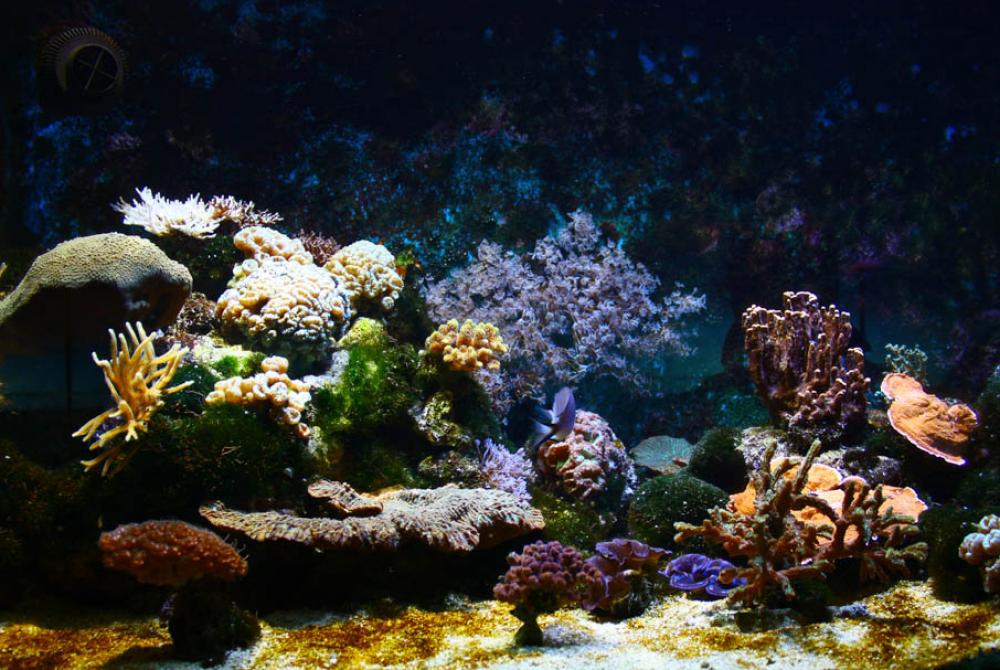 In het Aquarium ontdek je kleurrijk koraal en schitterende vissen