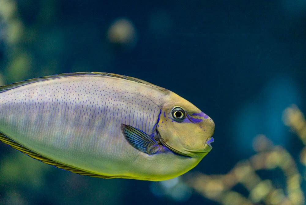 In Oceanium ontdek je de mooiste kleurrijke vissen