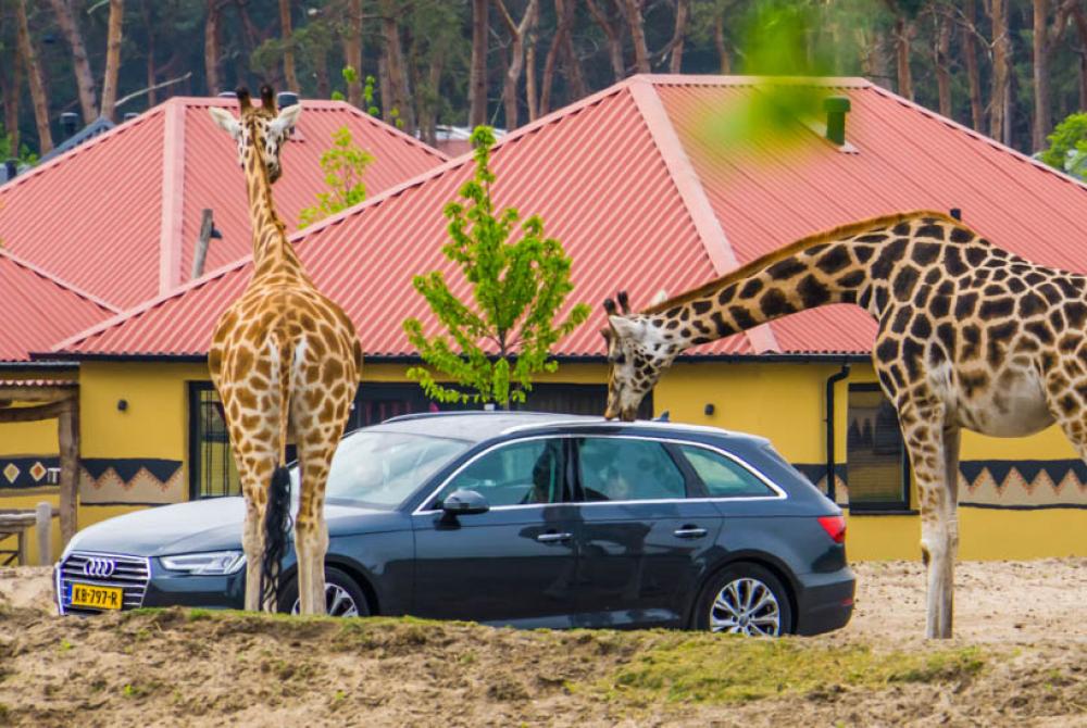 Een giraffe snuffelt aan een voorbijrijdende auto