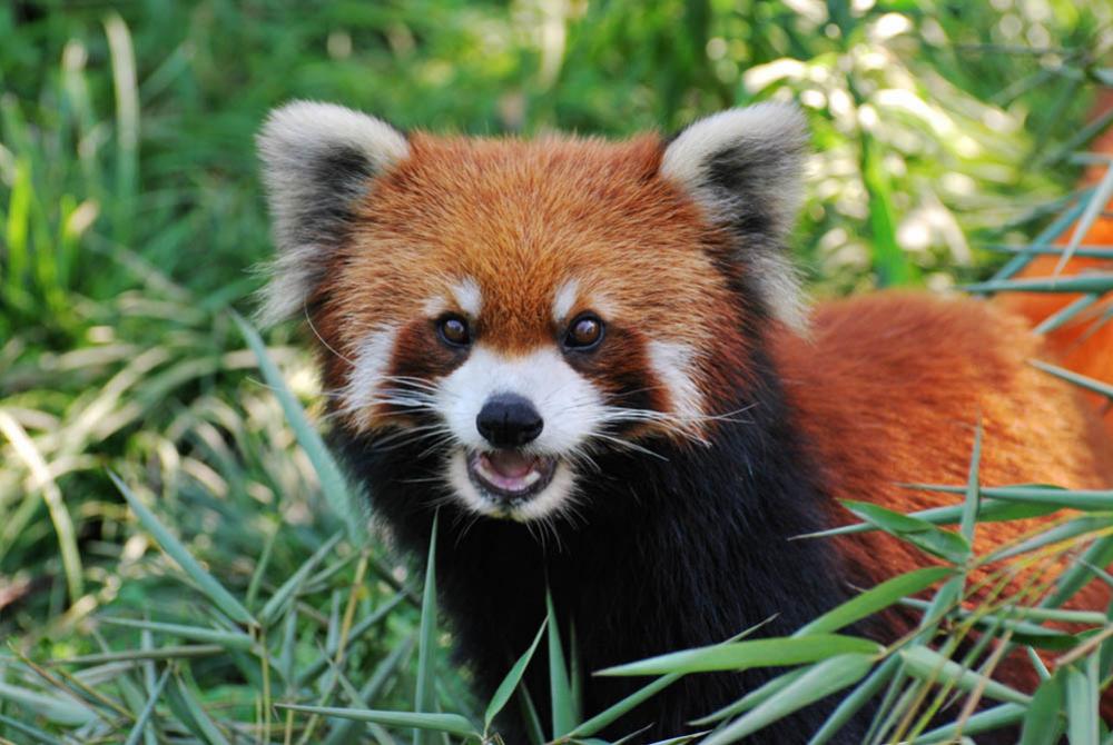 De rode panda is een unieke inwoner van ZooParc Overloon