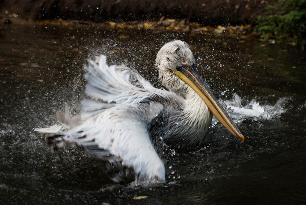 Deze pelicaan geniet van een bad
