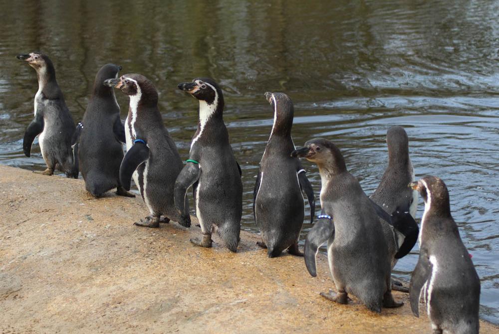 De pinguïns van AquaZoo waggelen door het park