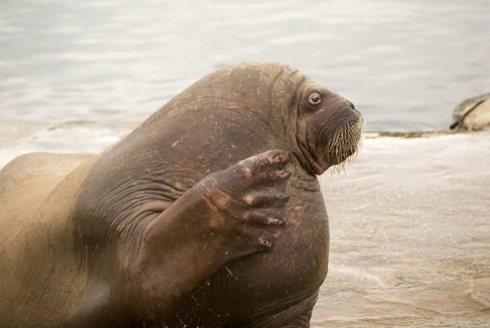 De walrus heeft een enorme blubberlaag en is de zwaarste bewonder van het Dolfinarium