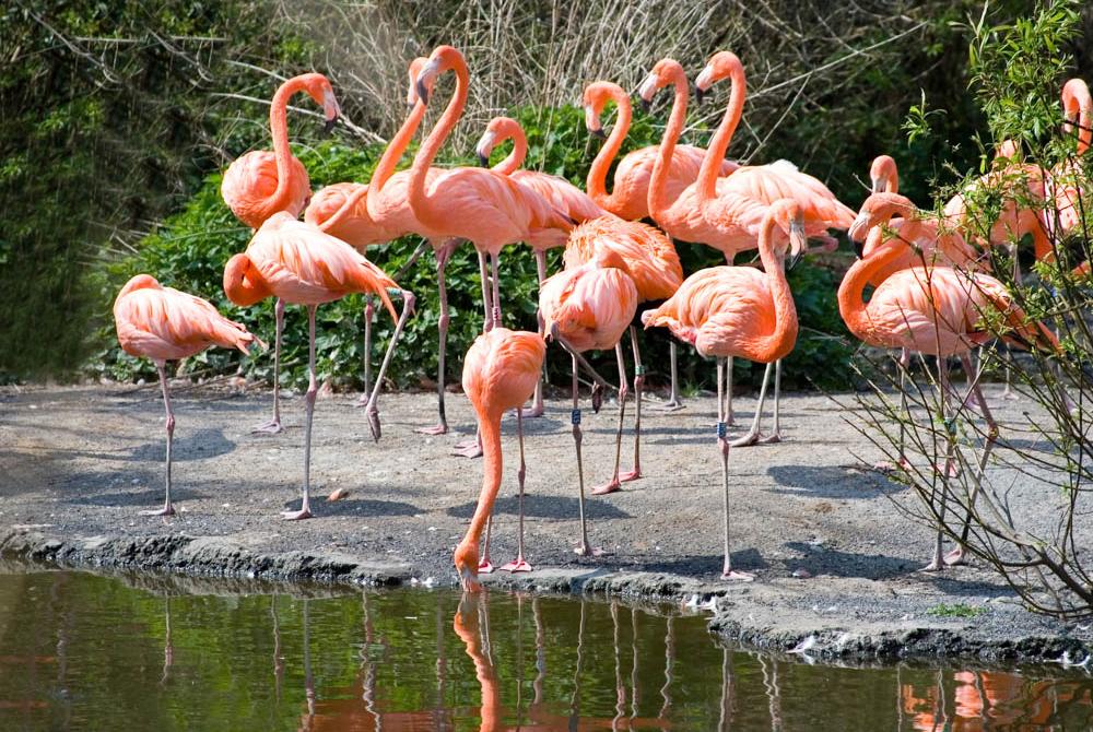 De flamingo's staan gezellig op één poot in het dierenpark