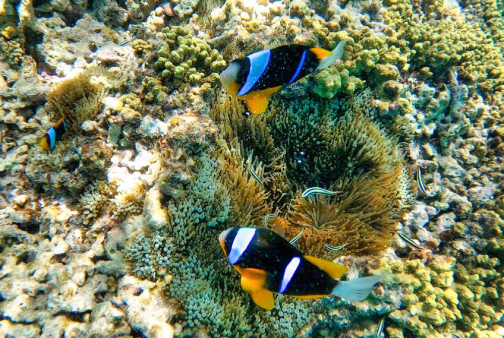 Je ontdekt talloze kleurrijke vissen bij Sea Life